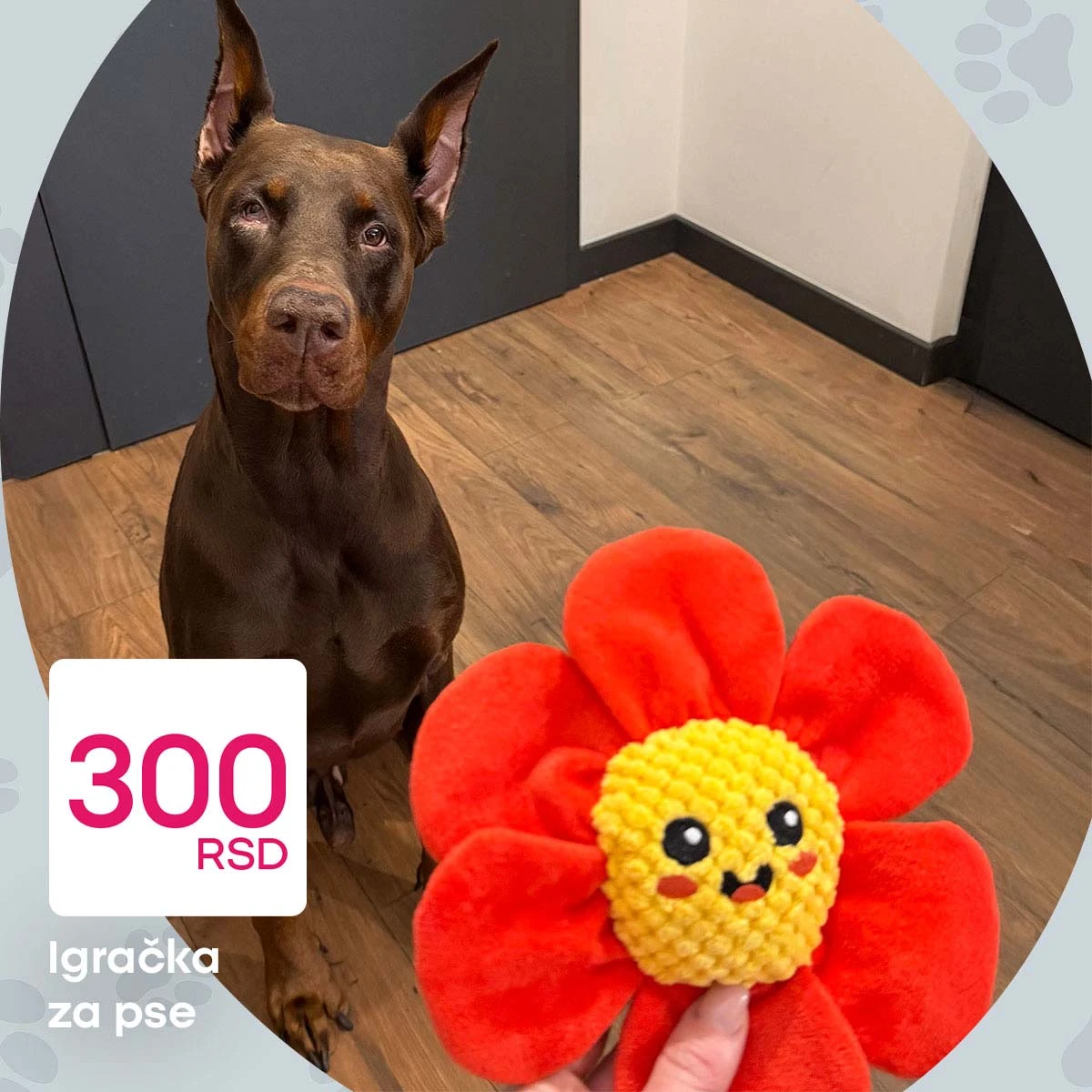 Pepco akcija za kućne ljubimce sniženja oprema i dodaci Srbija strana 2